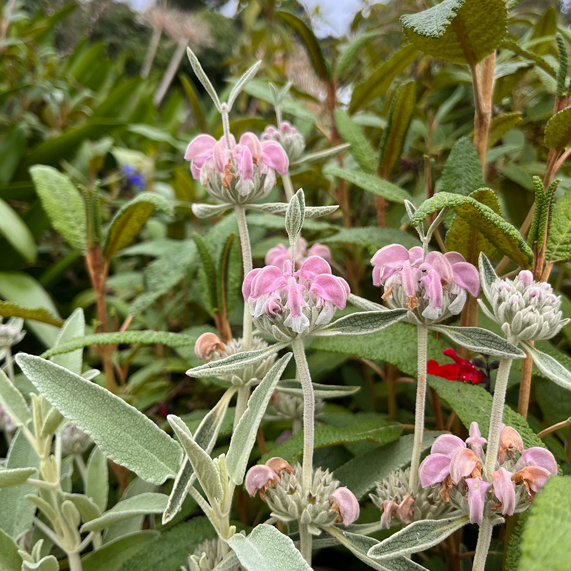 Phlomis purperea