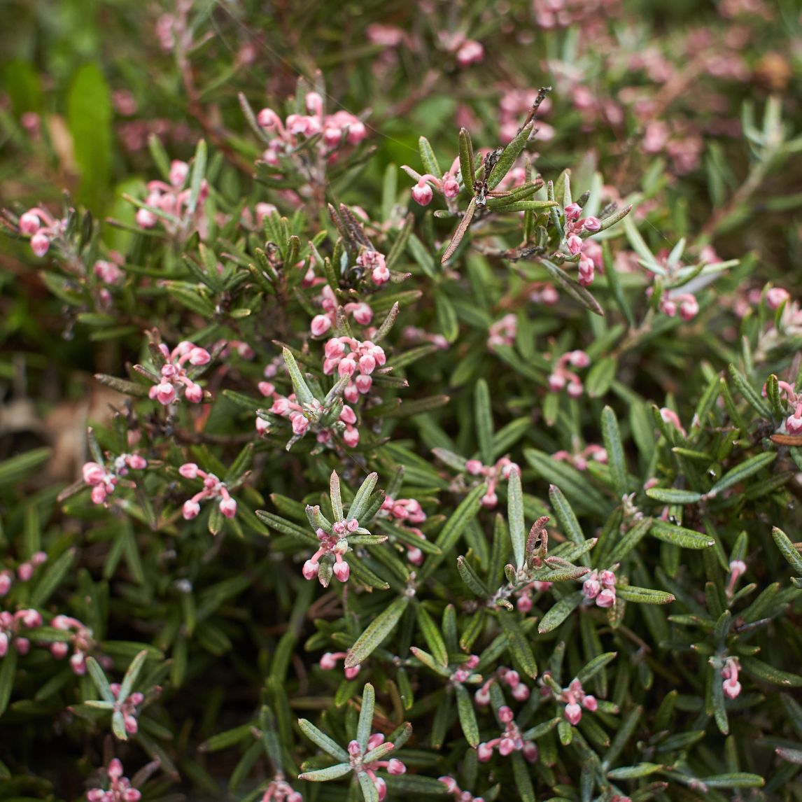 Pink Rosemary