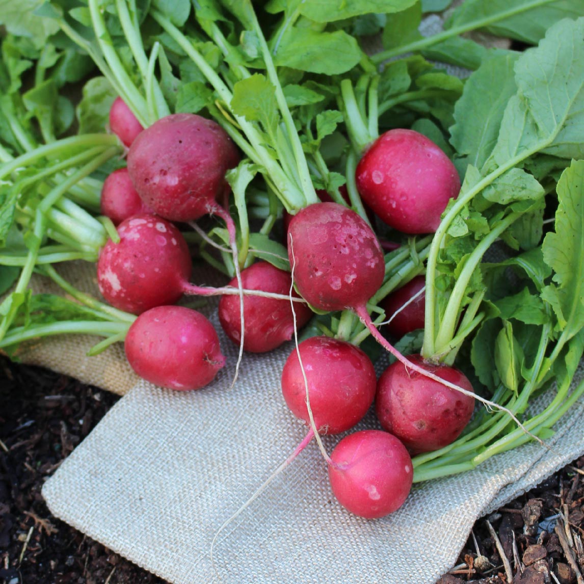 Radish 'Round Red' (Organic)