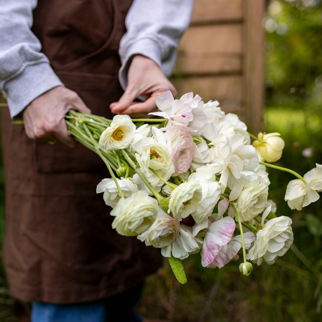 Ranunculus 'White' (20 bulbs)