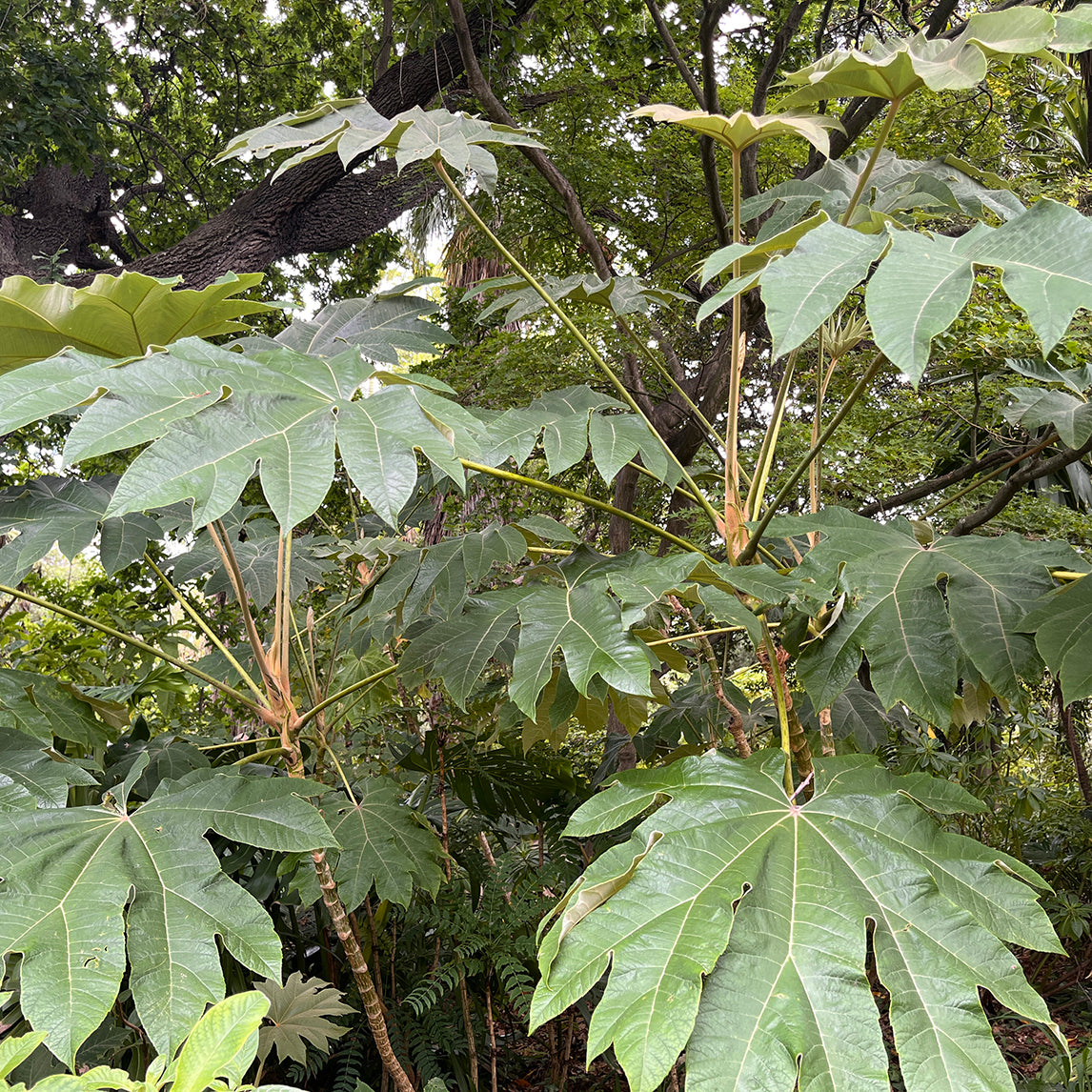 Rice Paper Plant ‘Rex’