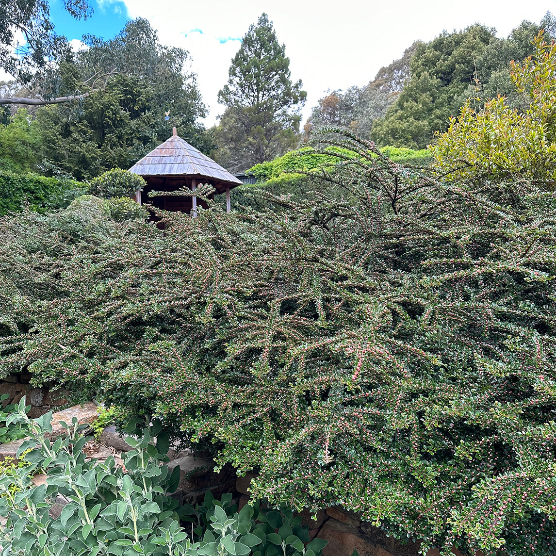 Rock Cotoneaster