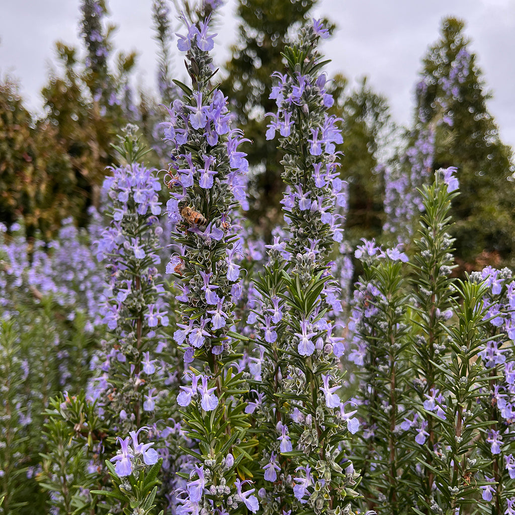 24 high quality Pk- 2 inch Rosemary Tuscan Blue