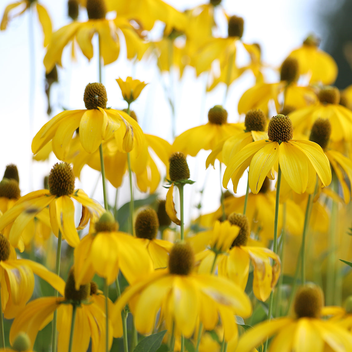 Rudbeckia laciniata