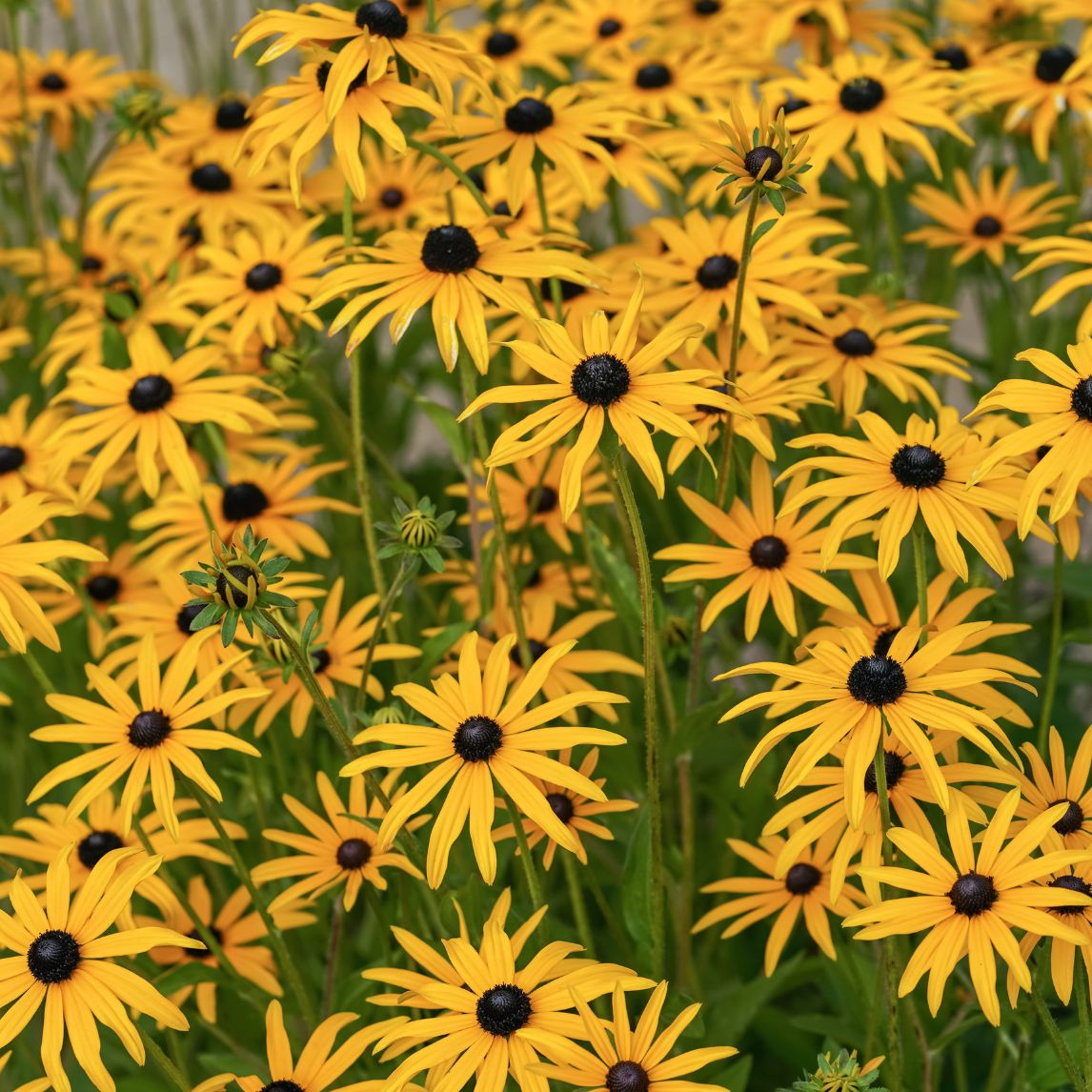 Rudbeckia subtomentosa