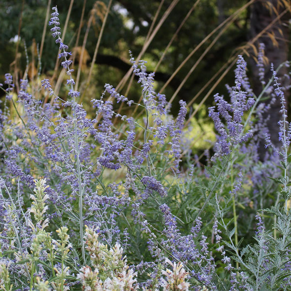 Russian Sage 'Blue Spire' - The Diggers Club