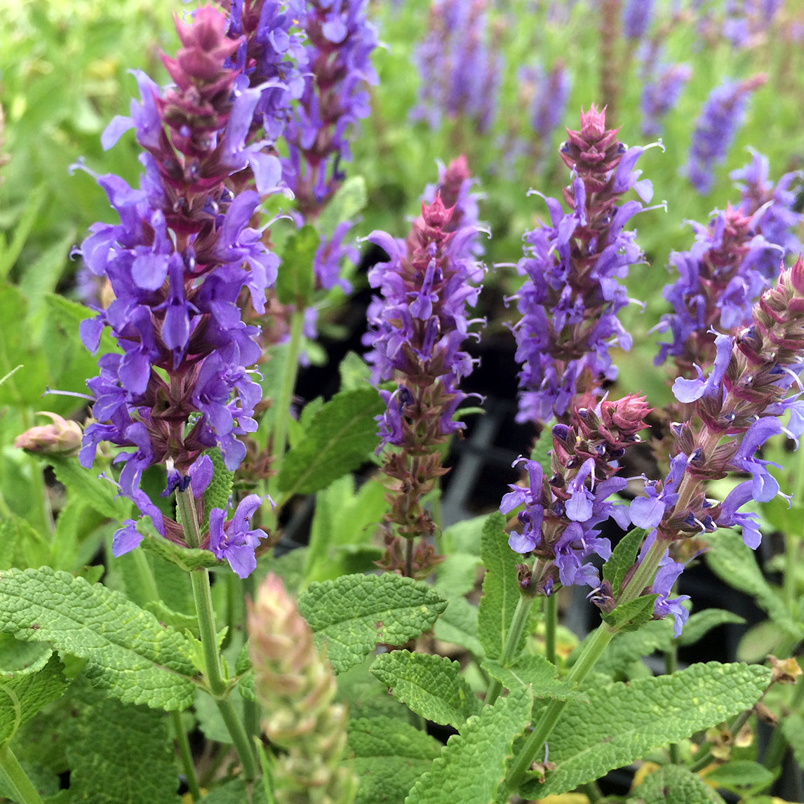 Salvia nemorosa 'Blue Queen'