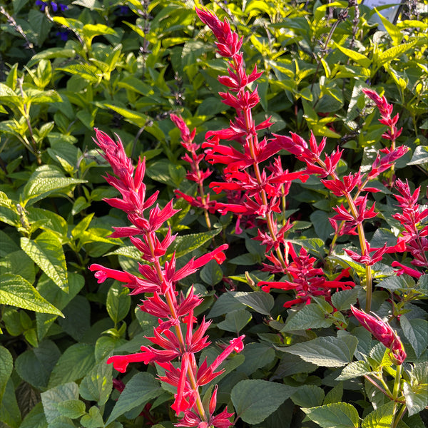 Salvia 'Roman Red' - The Diggers Club