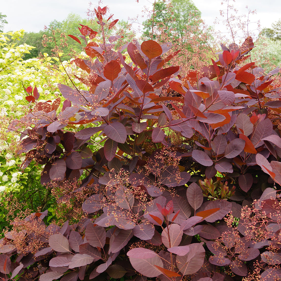 Smoke bush 'Grace'