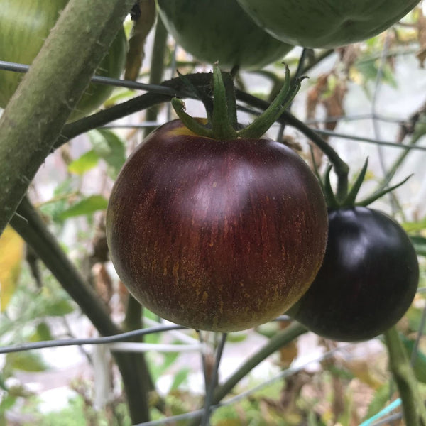 Tomato Stripes of Yore - The Diggers Club