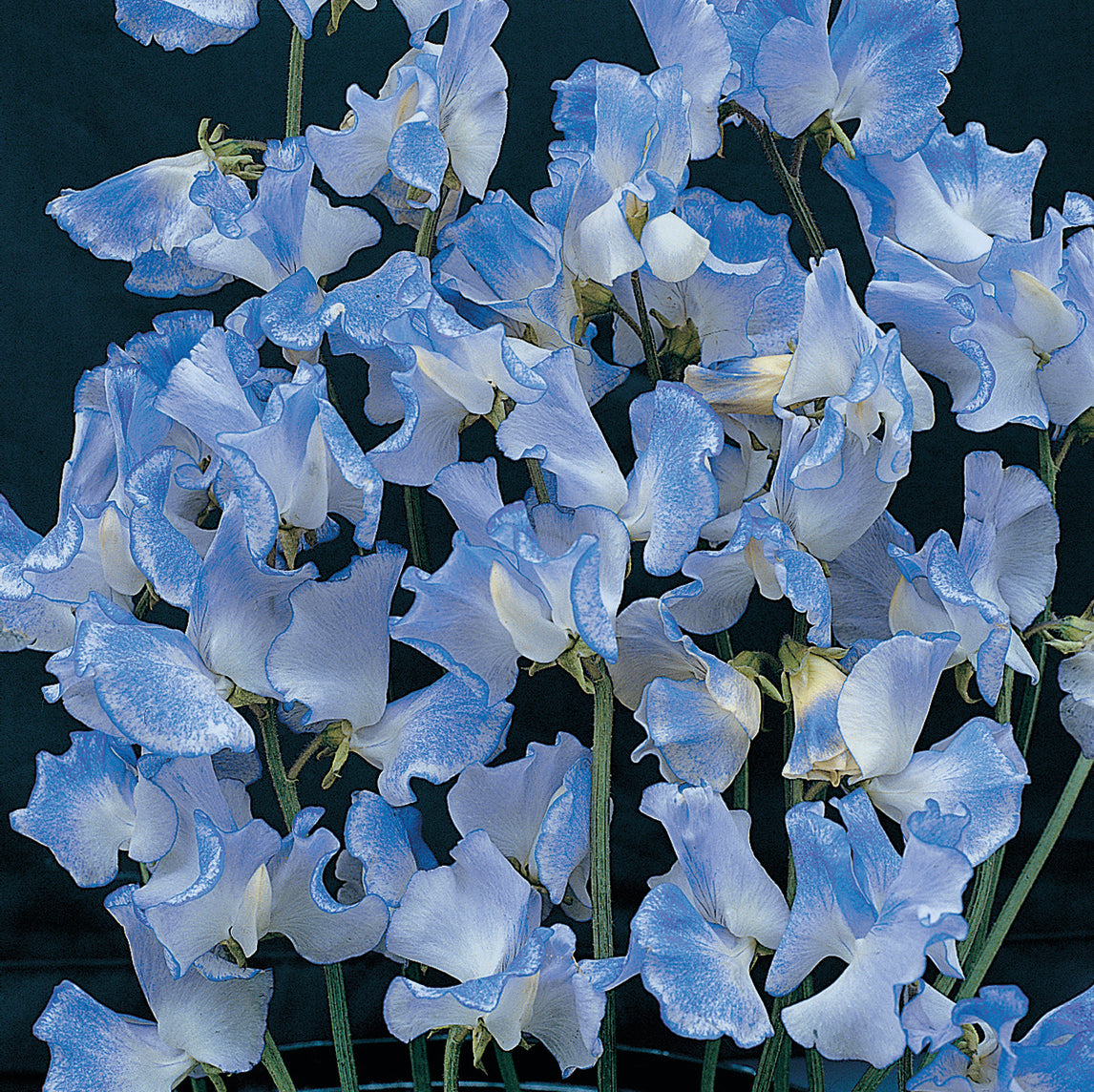 Sweet Pea 'Blue Ripple'