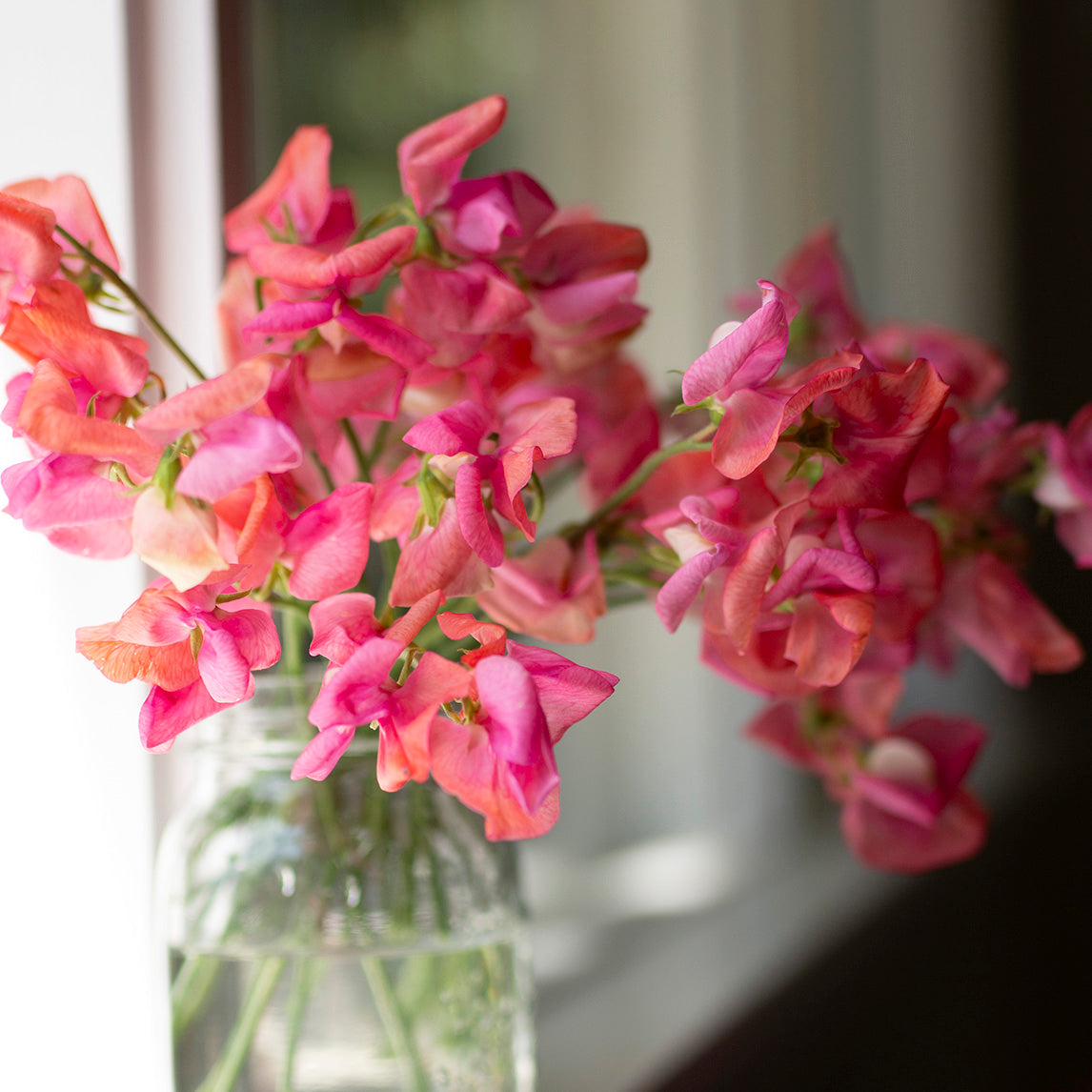 Sweet Pea 'Miss Willmott'