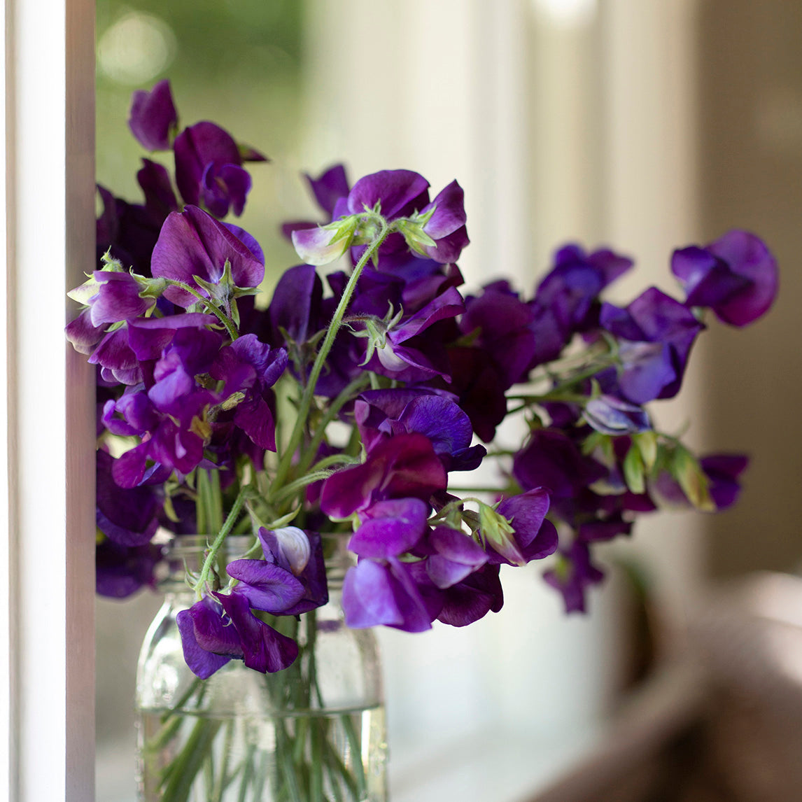 Sweet Pea 'My Navy'