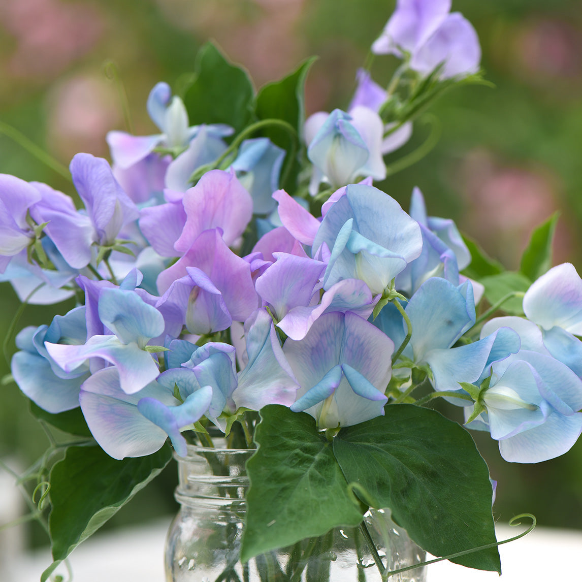 Sweet Pea 'Turquoise Lagoon'