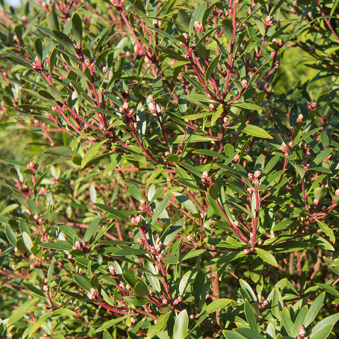 Tasmanian Pepperberry - MALE