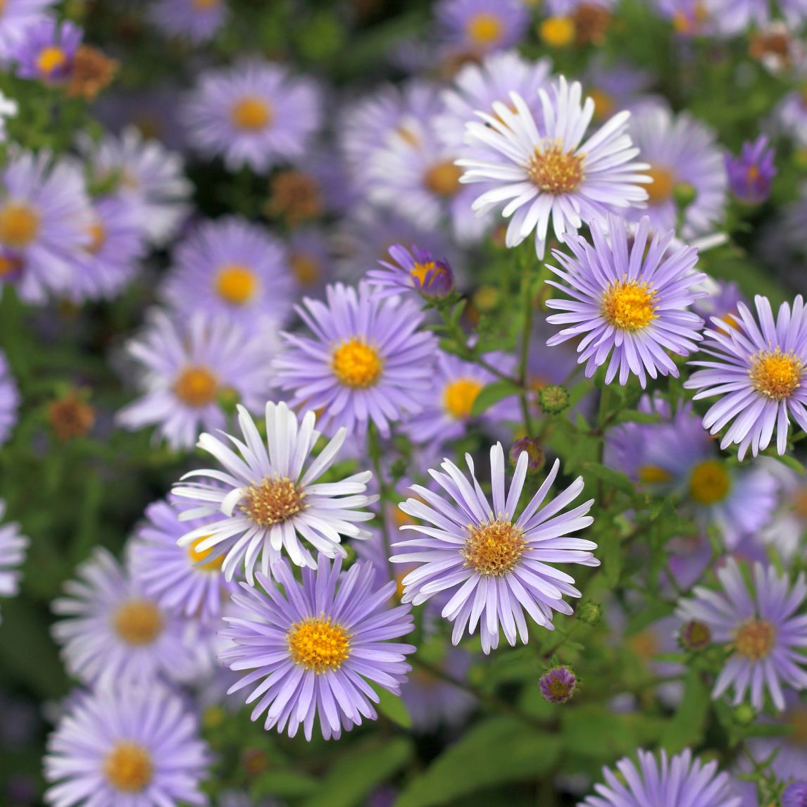 Tatarian Aster