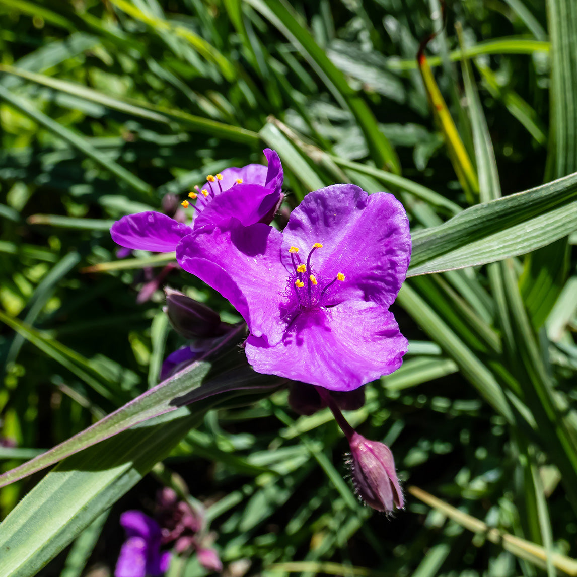 Tradescantia 'Concord Grape'