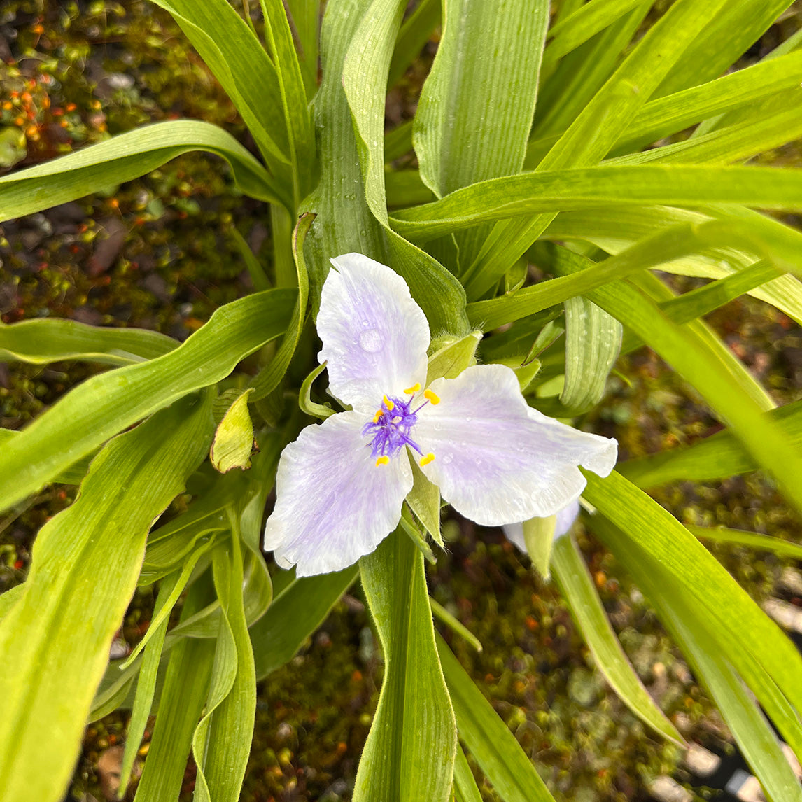 Tradescantia 'Osprey'