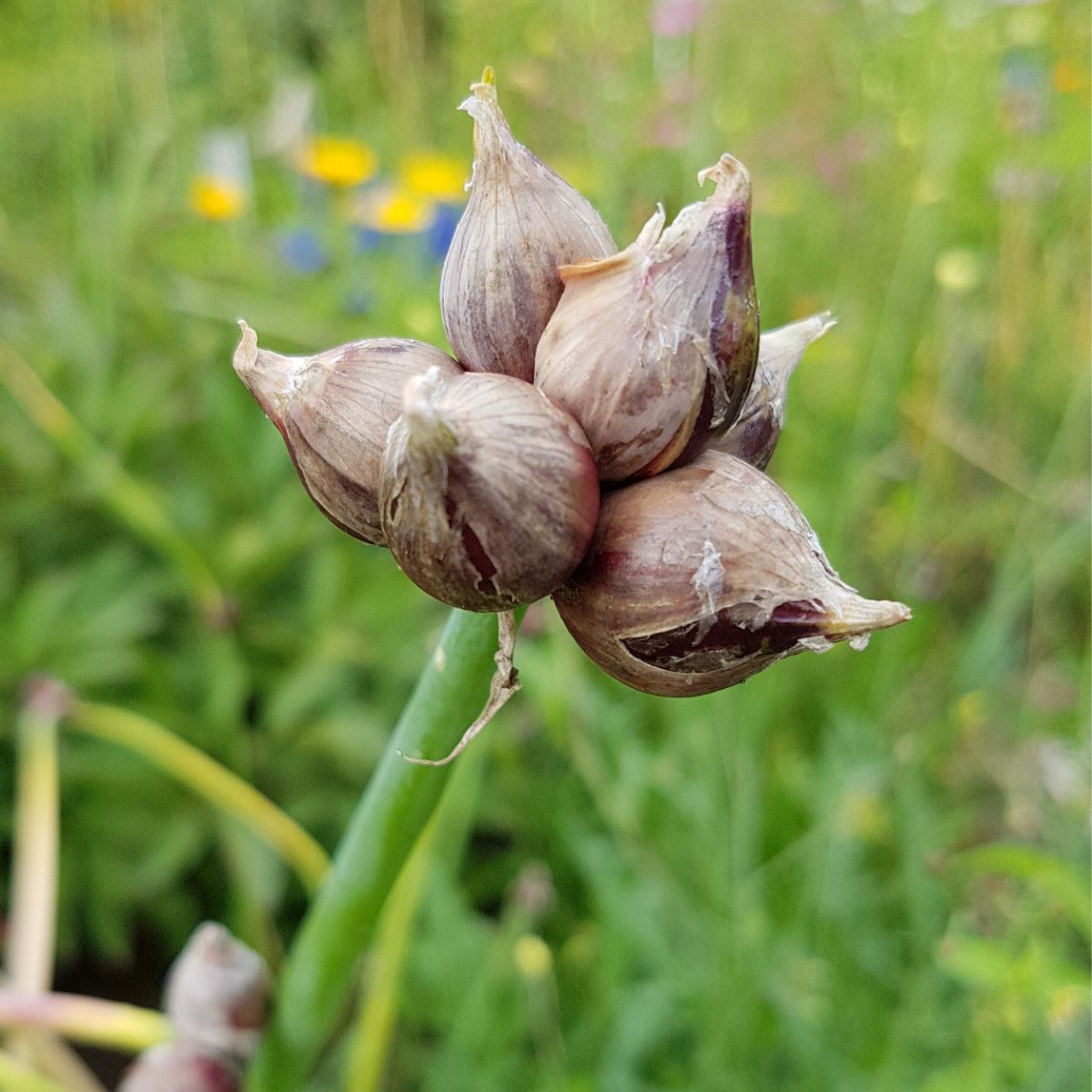 Tree Onion