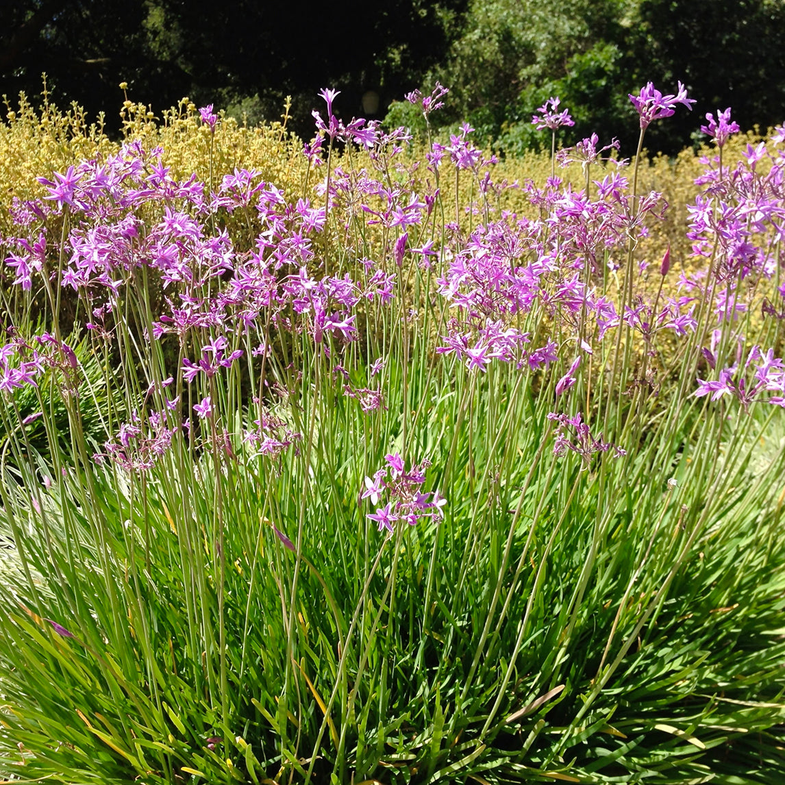 Society Garlic 'Glenside'