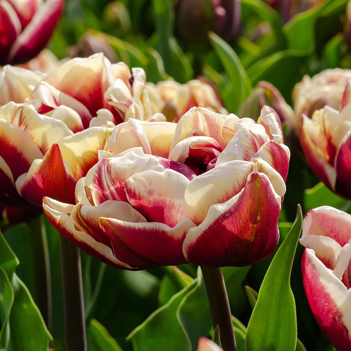 Tulip - Wyndham (5 bulbs)