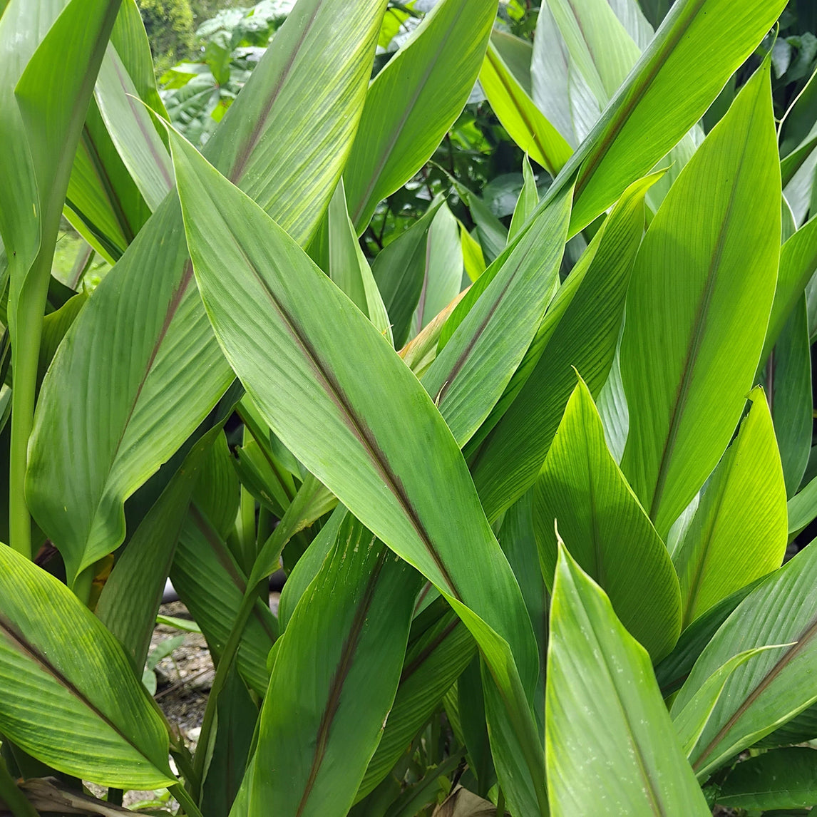 Black Turmeric - Potted Plant