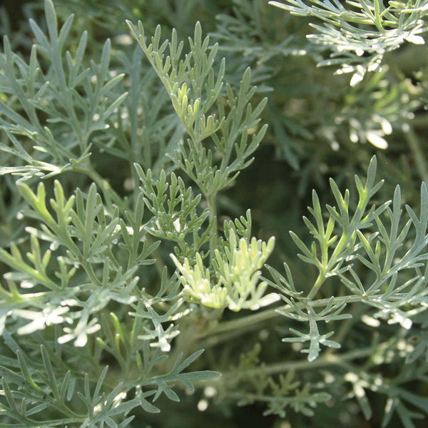 Wormwood 'Powis Castle' - The Diggers Club