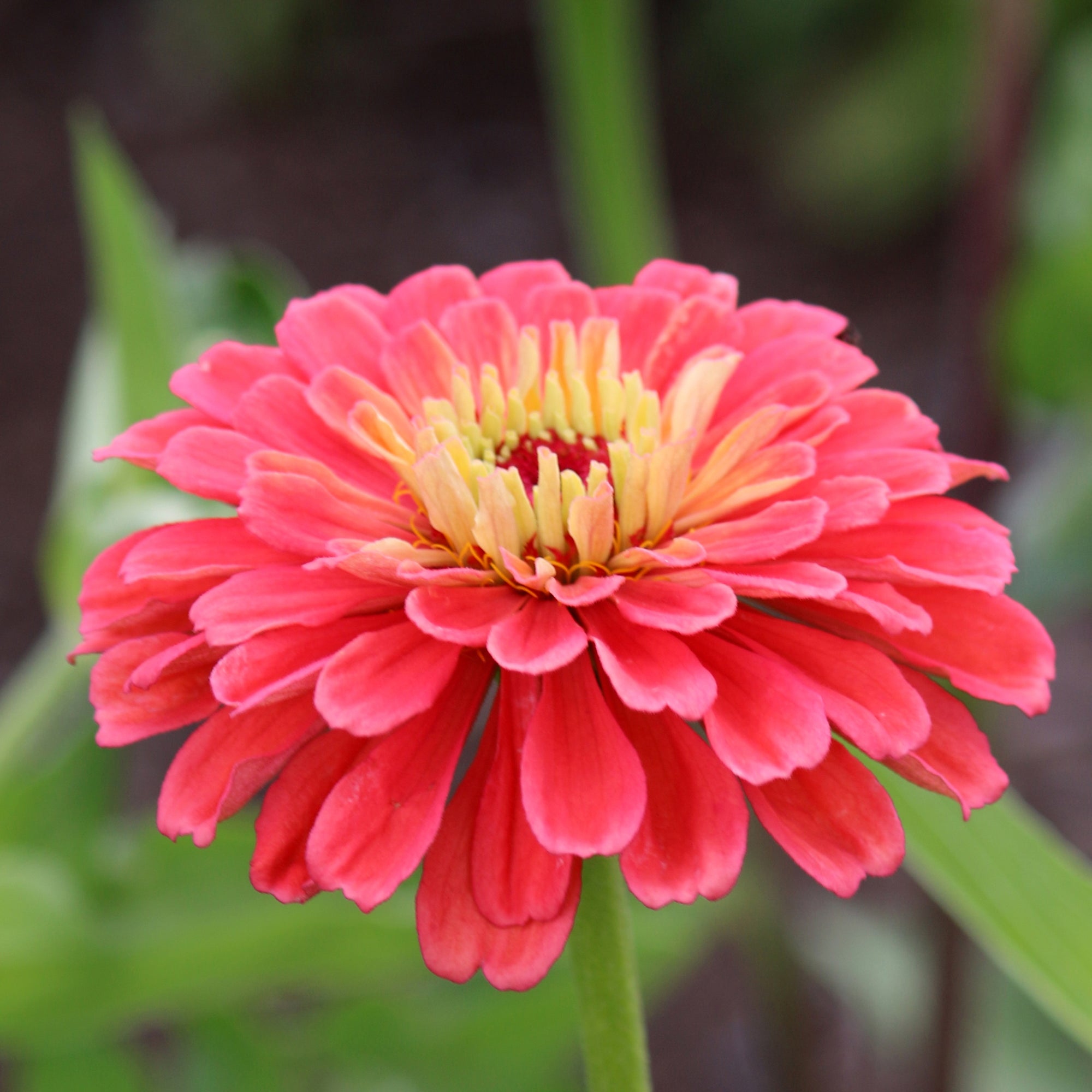 Zinnia 'Salmon Rose'