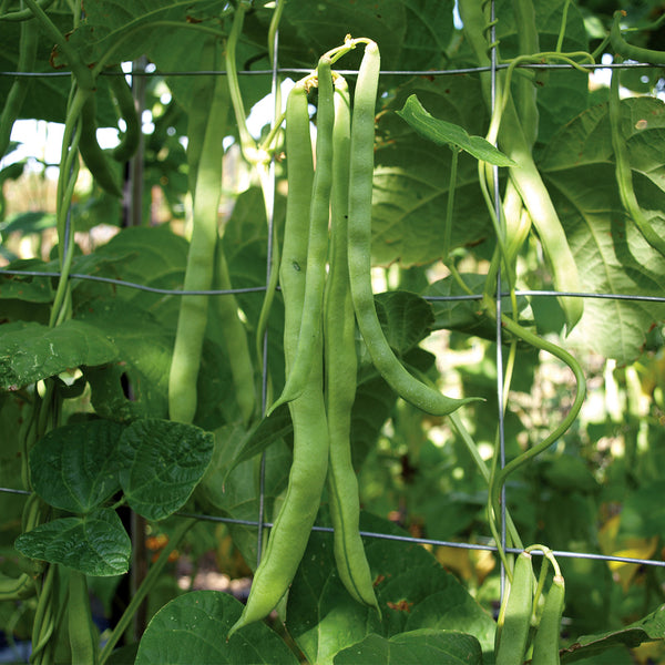 Bean 'Giant Of Stuttgart' (Organic) - The Diggers Club