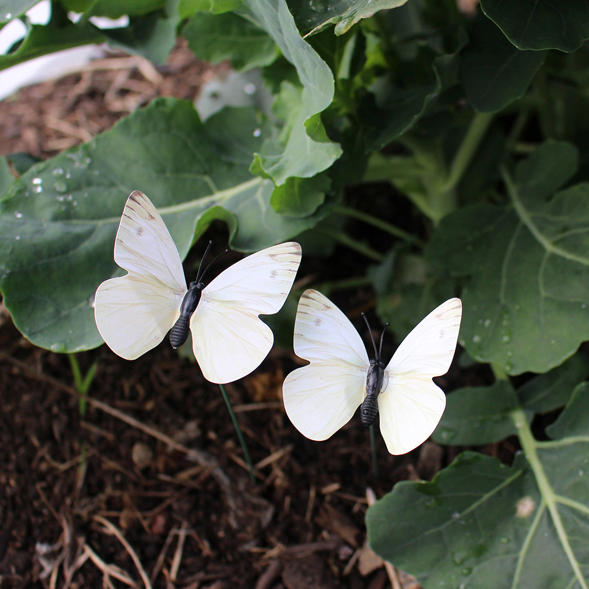 CABBAGE WHITE BUTTERFLY - 3 packs of 6