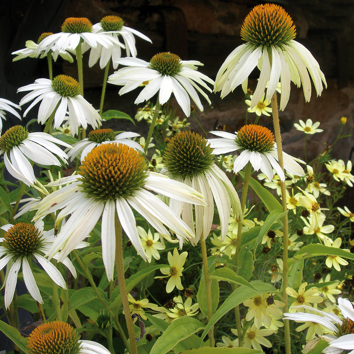 Echinacea 'White Swan'