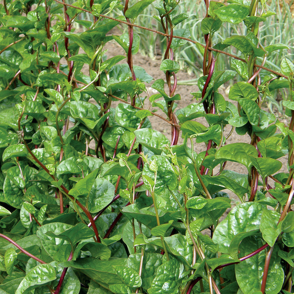 Spinach 'Malabar Red' Climbing - The Diggers Club