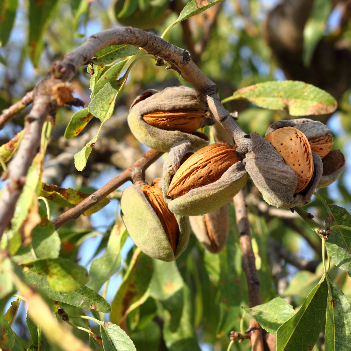 Almond Self-Pollinating