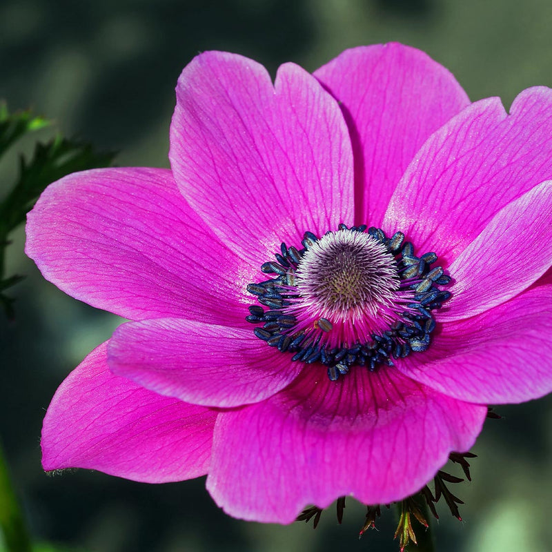 Anemone De-Caen 'Pink' - The Diggers Club