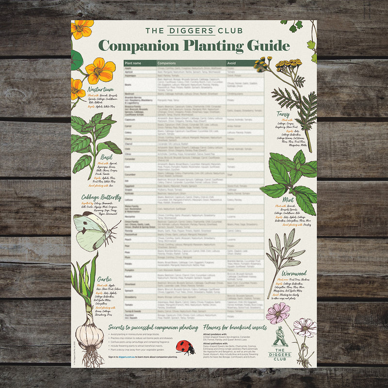 Diggers Companion Planting Guide - The Diggers Club