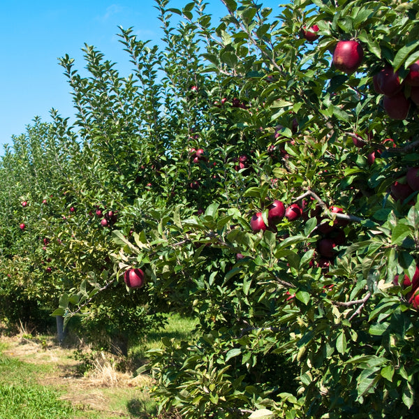 Critical Care of Fruit Trees Masterclass - The Diggers Club