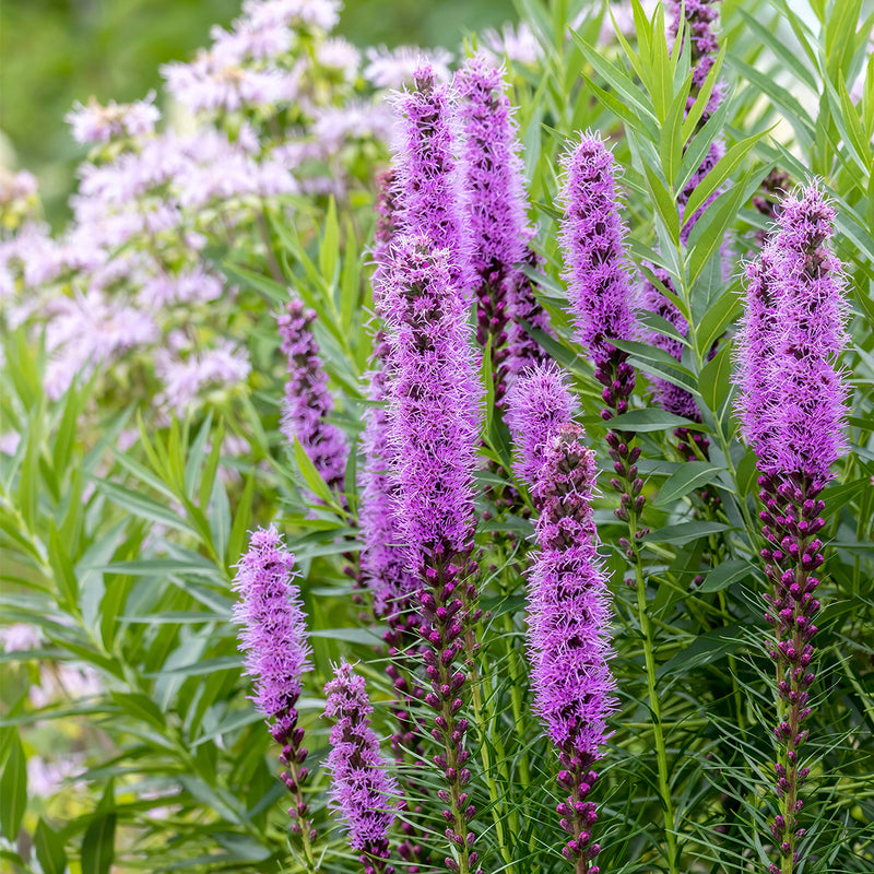 Liatris 'Blazing Stars' - The Diggers Club