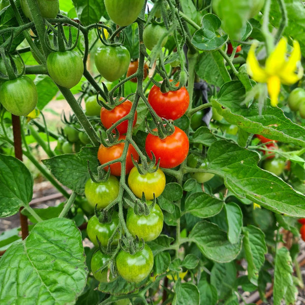 Tomato 'Valentine' - The Diggers Club