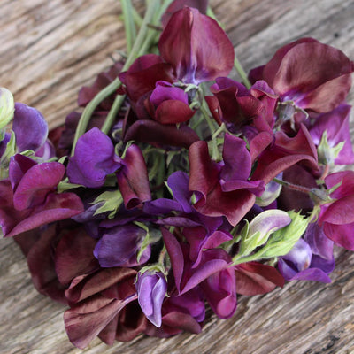 Sweet Pea ‘Beaujolais’ - The Diggers Club