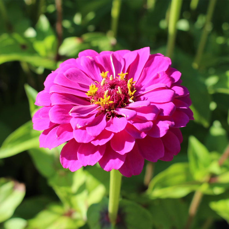 Zinnia 'Purple Prince' - The Diggers Club