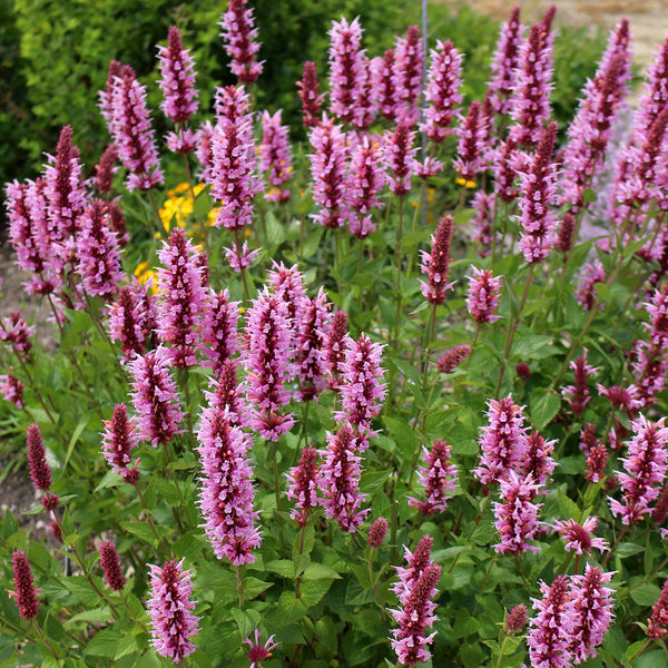 Agastache 'Pink Fortune' - The Diggers Club