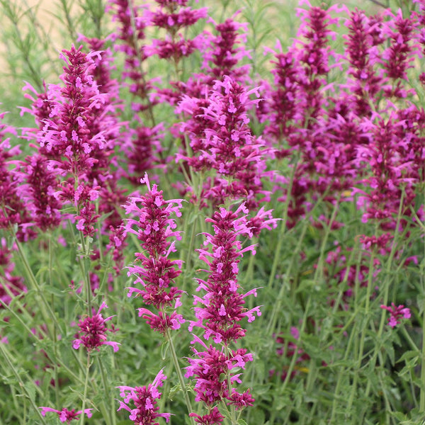 Agastache ‘Sweet Lili’ - The Diggers Club