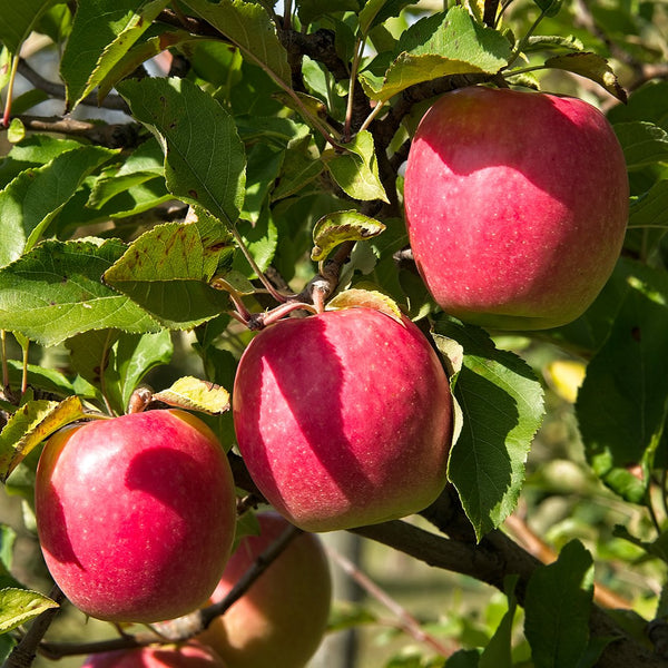 Dwarf Apple 'Cripps Pink' - The Diggers Club