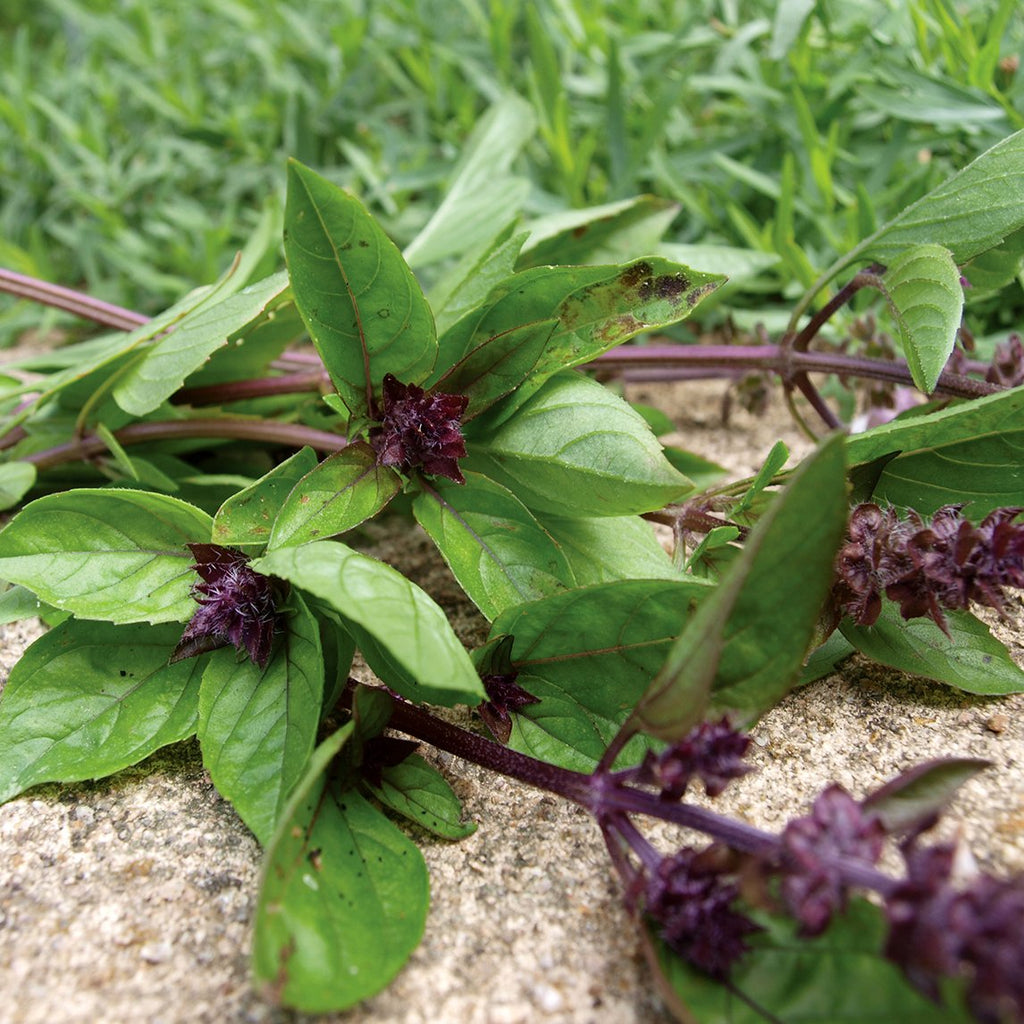 Basil Cinnamon Organic The Diggers Club