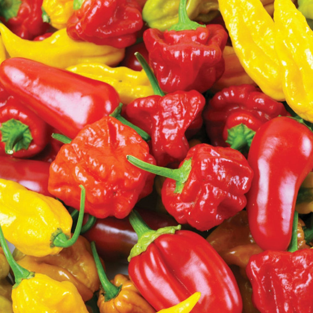 Mix chilli best sale