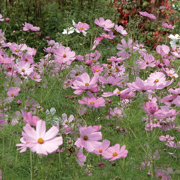 Cosmos 'Pinkie' - The Diggers Club