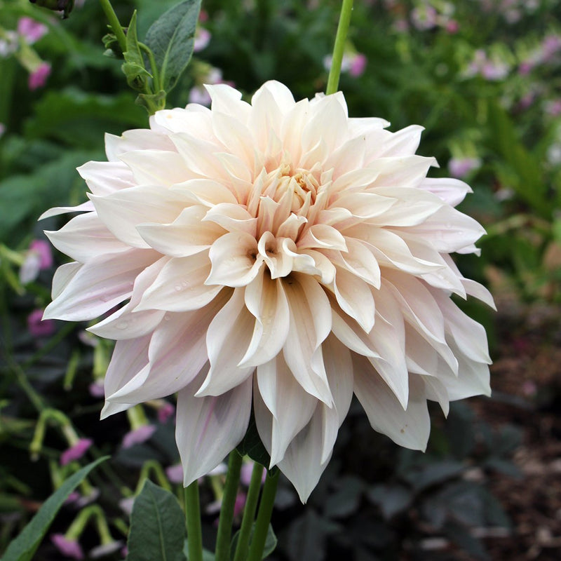 Dahlia 'Cafe au Lait' - The Diggers Club