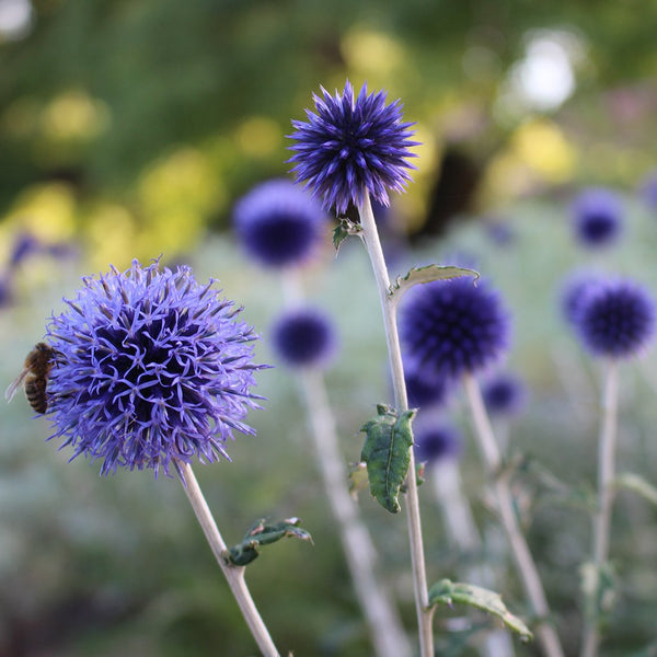 Echinops ‘Ritro Blue’ - The Diggers Club