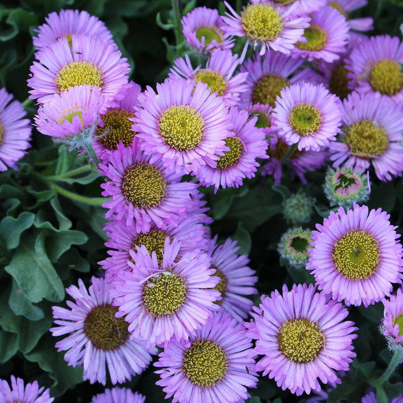 Erigeron ‘quakeress’ - The Diggers Club