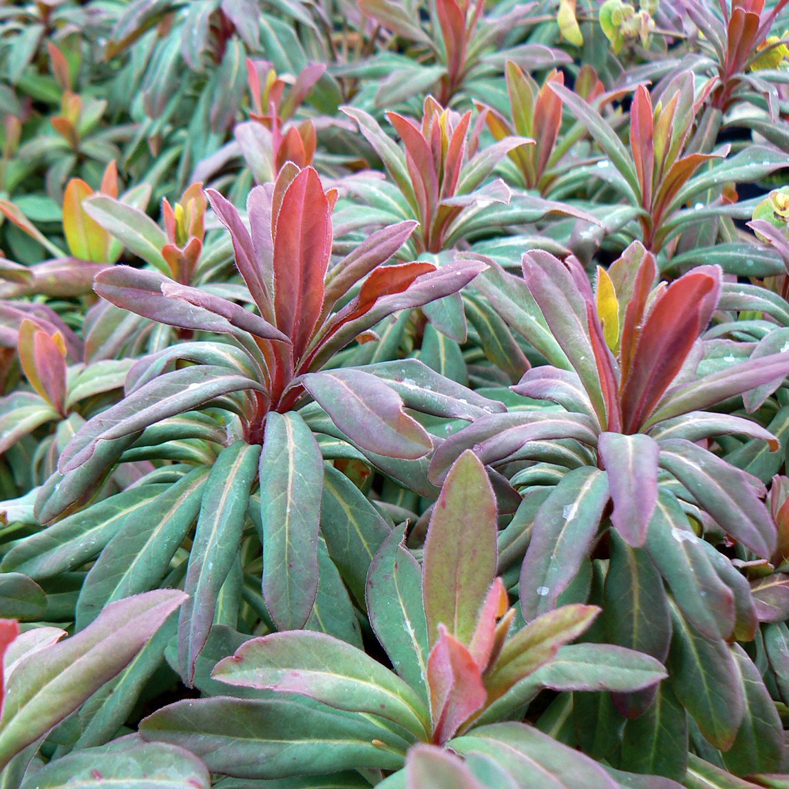 Euphorbia Amygdaloides 'Purpurea'